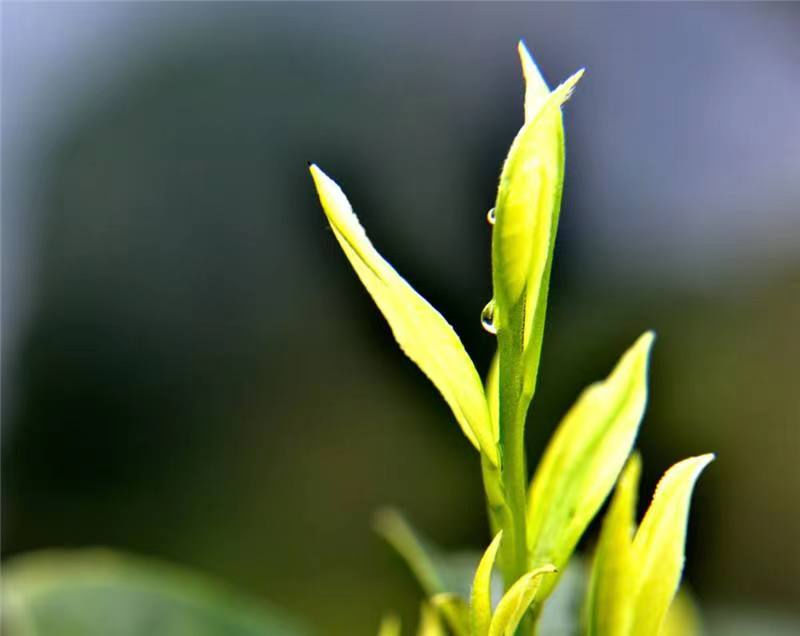 元宵佳节，与山河颂先生一道，捧清茶一杯，品味幸福