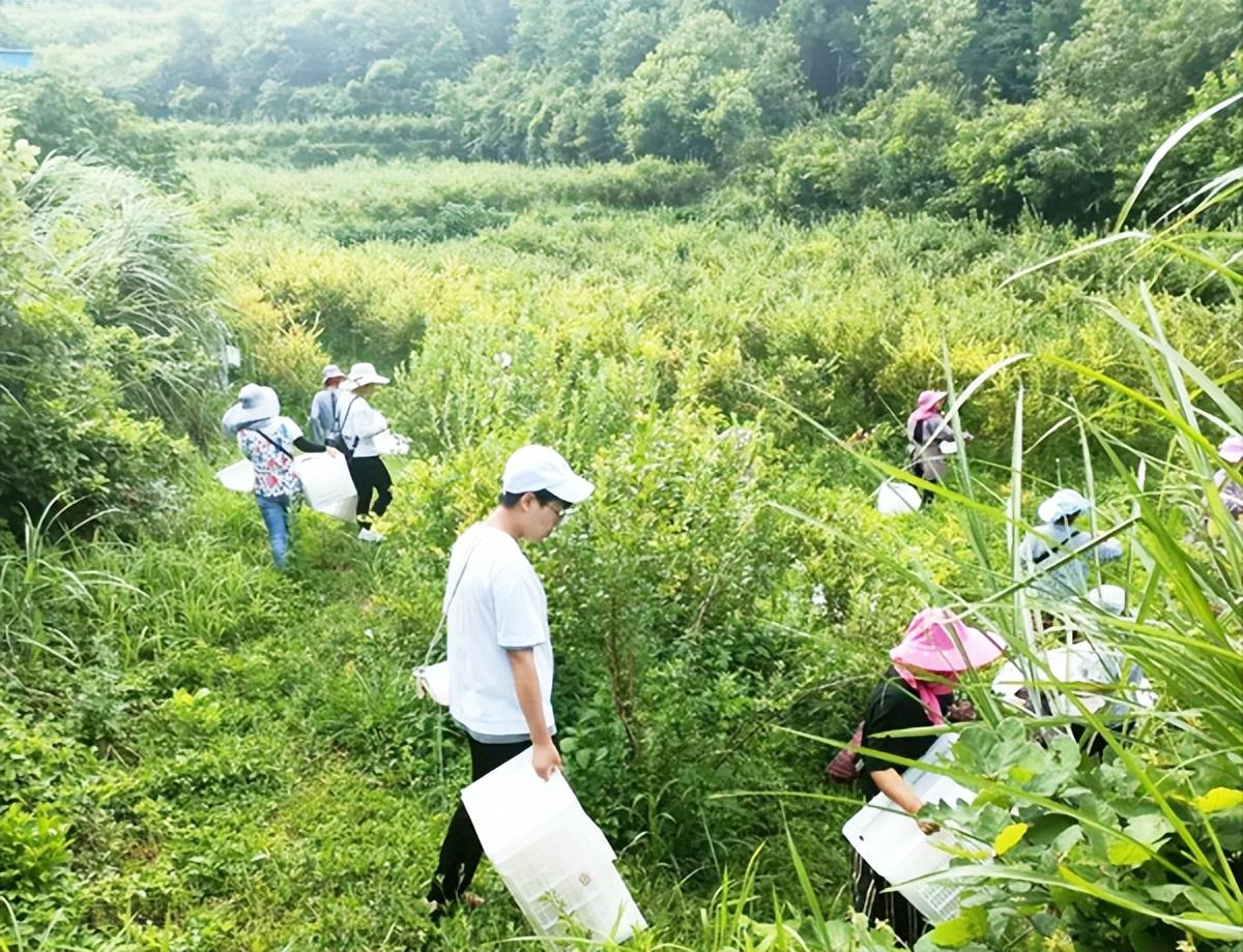 贵州黄平：把自然资源优势转化为优质蓝莓产业优势